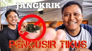 JANGKRIK PENGUSIR TIKUS