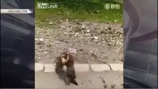 Новости дня Дерущиеся суслики устроили бойню посреди дороги