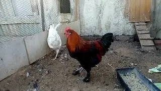 Видеоответ подписчику. Отбор петуха на племя!!!