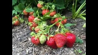 ЭЛИАНЕ. Сорт клубники голландской селекции.