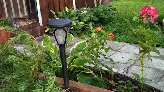 Обзор цветника на начало июля/Розы/Гортензии/Барбарисы🦋