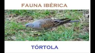 Fauna Ibérica-Episodio 1-La Tórtola