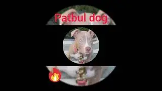 patbull  dog Attitude WhatsApp status 🔥🔥