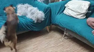 Random videos of my FURBABIES | Eli Tv