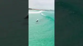 How do dolphins greet each other? They wave.