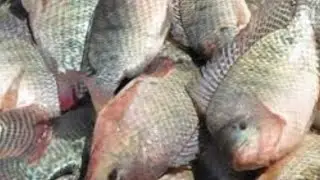 panghuli nang tilapia pang ulang sa aming fish pond.