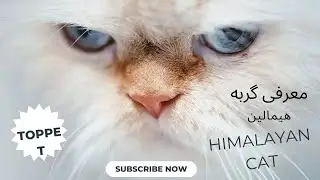 معرفی گربه هیمالین همه چیز در مورد گربه پرشین هیمالین🇺🇲🏴󠁧󠁢󠁥󠁮󠁧󠁿🇮🇷