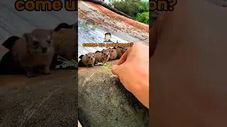 Vita da animali 🦫 EP. 68