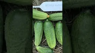 Productive cucumber Shpingalet F1, disease-resistant hybrid.