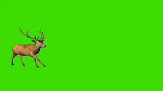 Deer running || Green screen background deer running || deer green screen || Running deer green ||