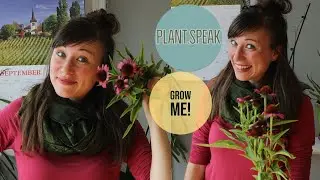 Echinacea Purpurea - hardy perennial/coneflower/how to grow/seed/plant profile