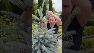 Как сделать хвойные более пышными и более набитыми? #дача #дачныеидеи #сад #diyideas #garden #diy