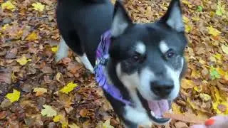 Burgruine Wartstein mit Husky - Ohne Leine im Wald 💙 | Teil 1 | 🐺 Husky Goraidh 🐾