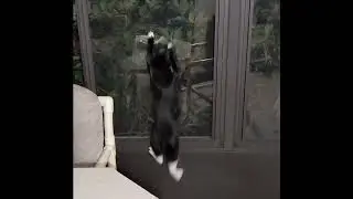 Dash!