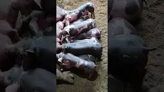 На продажу поросята породы пьетрен.