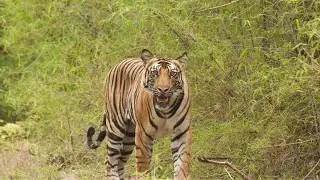 TIGER SPOTTED AT POKHARA!!! (MUST WATCH!!!)
