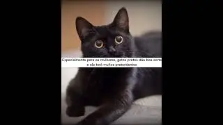Curiosidades que comprovam que o Japão é um universo paralelo #shorts