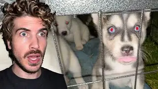 My Puppies Sleep OUTSIDE FIRST NIGHT!