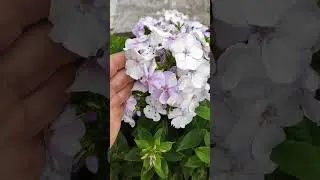 Бабушкины цветы