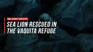 Sea Lion Rescued in the Vaquita Refuge