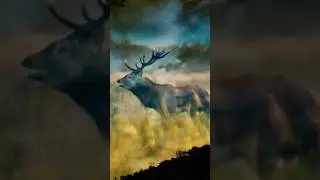 Wild Red Deer Sound (pond reflection)