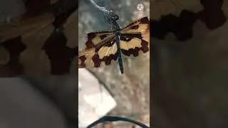 Beautiful colourful Wings shorts | Beautiful wings shorts | Wings colourful and beautiful