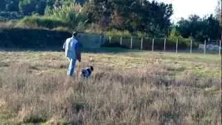 english setter RAPAKOULIA'S GENESIS IROAS