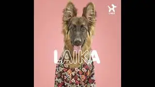 Laika: tu tienda PET-FRIENDLY🥰