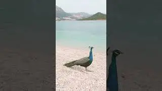Peacock Sound So sweet❤️💓❤️#shorts#pecocke#shortsvideo #viralvideo