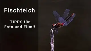 Herbstexkursion am Fischteich mit Libellen und Co. - Tipps, Tricks und Funde!!