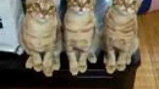 猫がテニスを観戦中