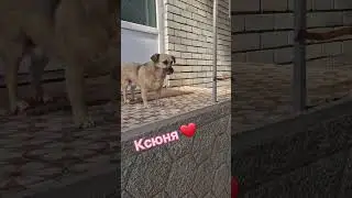 #помощьбездомнымживотным