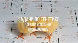 Генетические задачи ЕГЭ. Псевдоаутосомное наследование