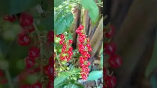 Can you name this plant? #rivinahumilis #bloodberry #nature #wondersofnature #flowering_plants