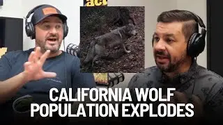 California Wolf Population Nearly Doubles in 2024