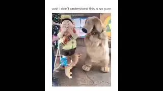 This is so pure 😍♥️ Golden retriever #goldenretriever