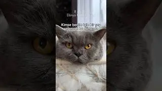 Dünya Kediler Günü 🌍🐾 #youtubeshorts #shortvideo #lovecat #cat #catlover #catlifestyle