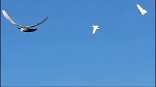 Полёт голубей, Андрея.