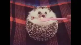 Ёжик