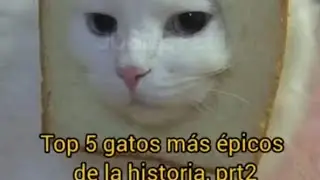 Top 5 gatos más épicos de la historia prt2