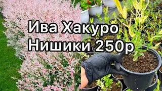 Онлайн каталог с ценами 02.08.23г