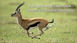 Люблю я Казахстан