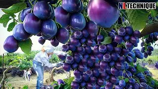 The Most Modern Agriculture Machines That Are At Another Level , How To Plums In Farm