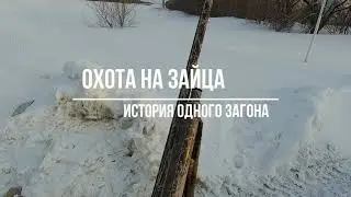 ОХОТА НА ЗАЙЦА. ИСТОРИЯ ОДНОГО ЗАГОНА. ОТЛИЧНОЕ ЗАКРЫТИЕ СЕЗОНА.