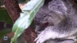 Animals Yawning