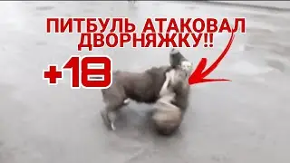 ПИТБУЛЬ УБИВАЕТ ДВОРНЯЖКУ!! Питбуль бой с Дворняжкой +18