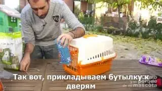 Кролики-путешествие с моим питомцем