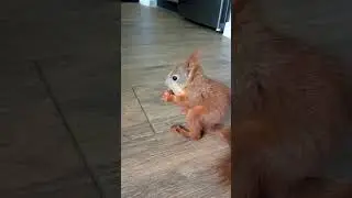 Білченя Пікачу намагається розколоти свій перший горіх / Squirrel Pikachu crack his first nut