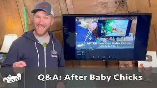 Q&A: After You Get Baby Chicks