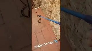 Shorts: Snake On the Plane ✈